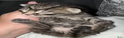Mixed Breed cats for sale: Gorgeous mixed kittens looking for their new home - Advert 16