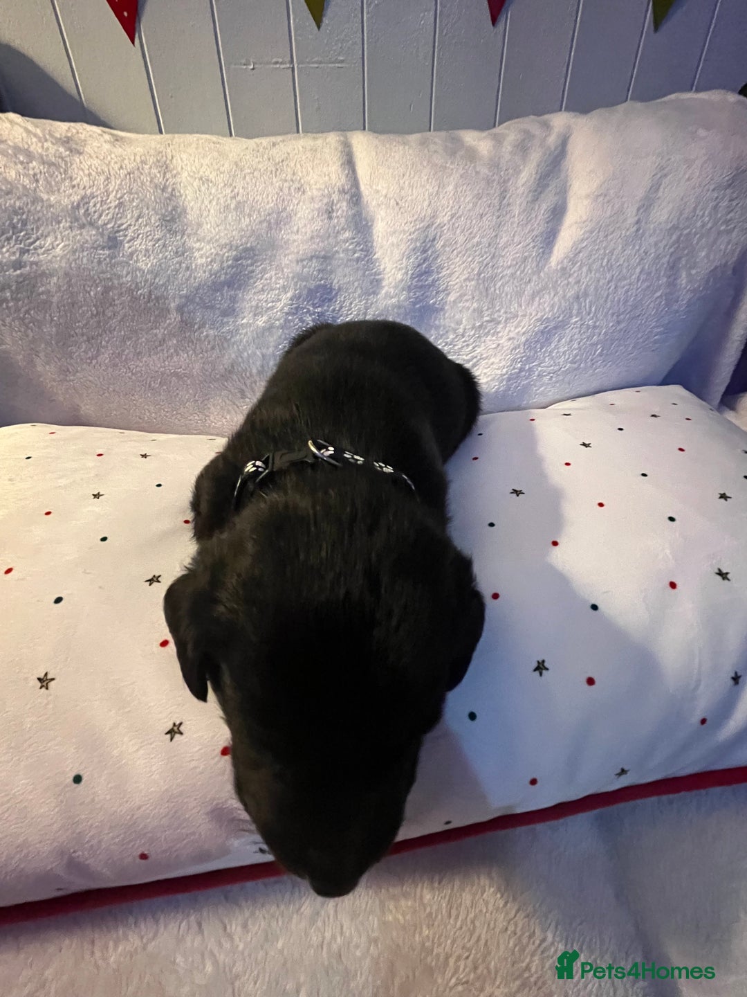 Labrador Retriever dogs for sale: 3 beautiful black Labrador retrievers - Advert 10