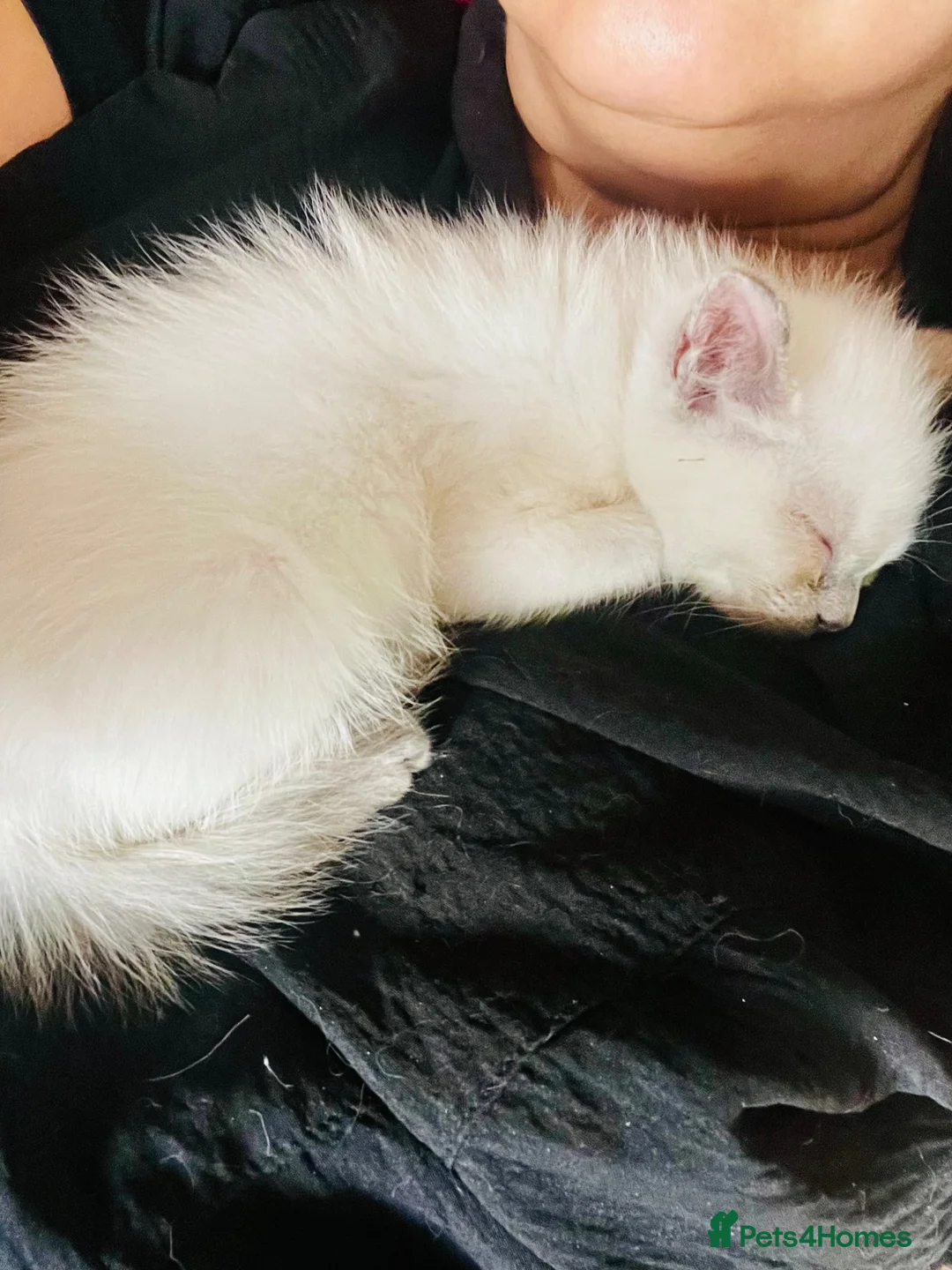 Ragdoll cats for sale: Fluffy ragdollx looking to take pride in your home - Advert 11