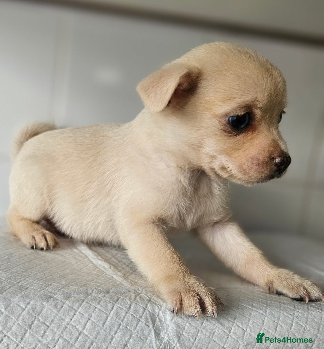 Pomchi dogs for sale: Wonderful pomchi puppies  - Image 8