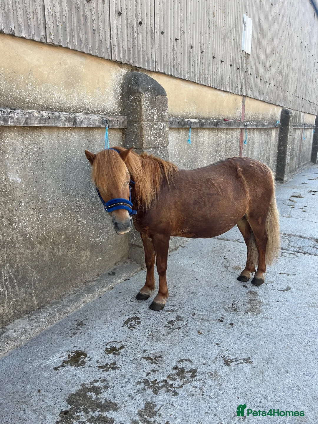 Riding pony horses for sale: 10.3 mare  in Westbury - Advert 3
