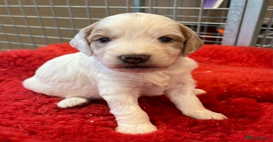 Cockapoo dogs - Advert 11