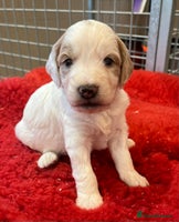 Cockapoo dogs - Advert 11