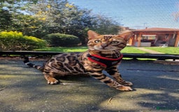 Bengal cats for stud: Bengal cat for stud, Fabio. in Peterborough - Image 9