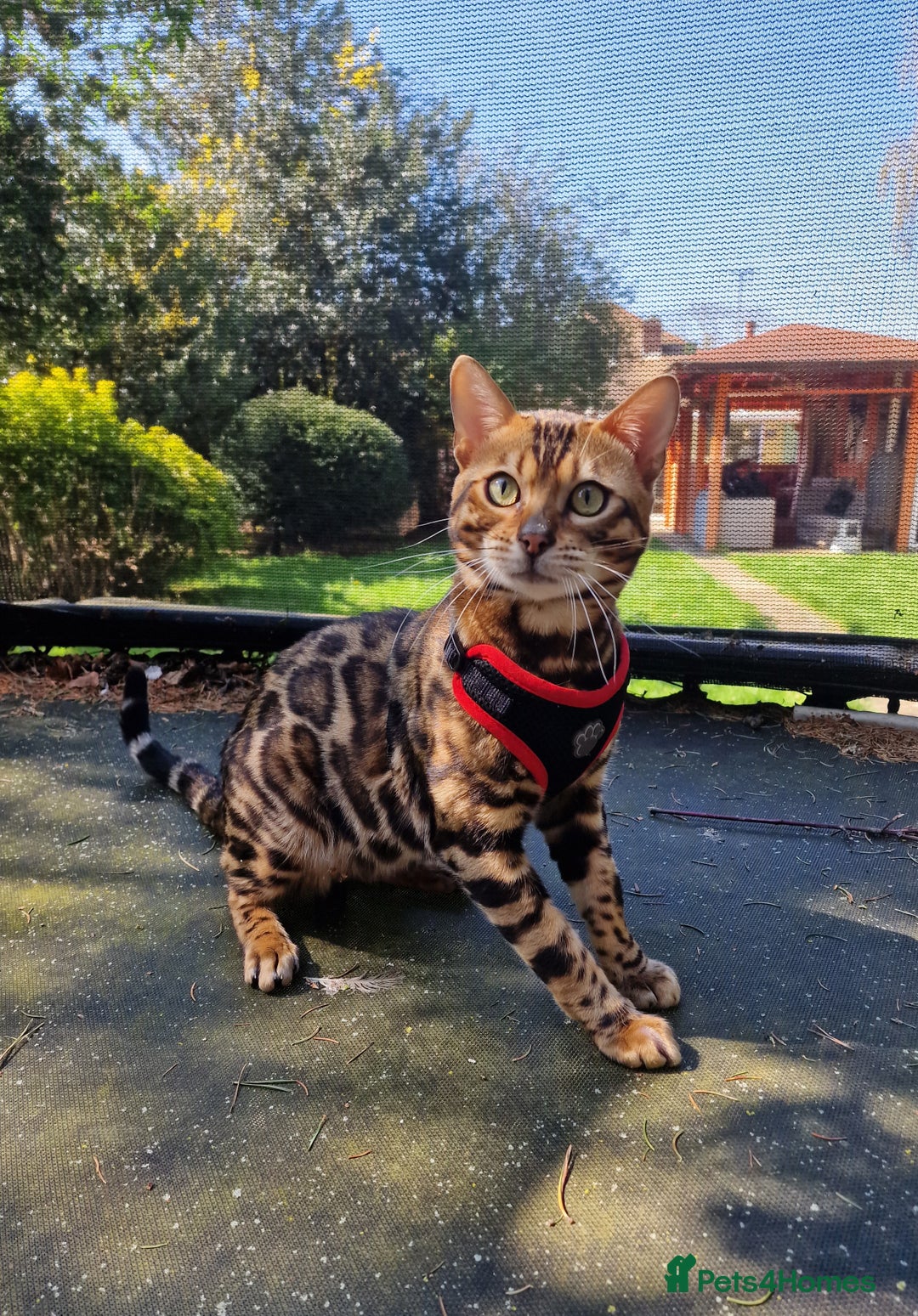 Bengal cats for stud: Bengal cat for stud, Fabio. in Peterborough - Image 9