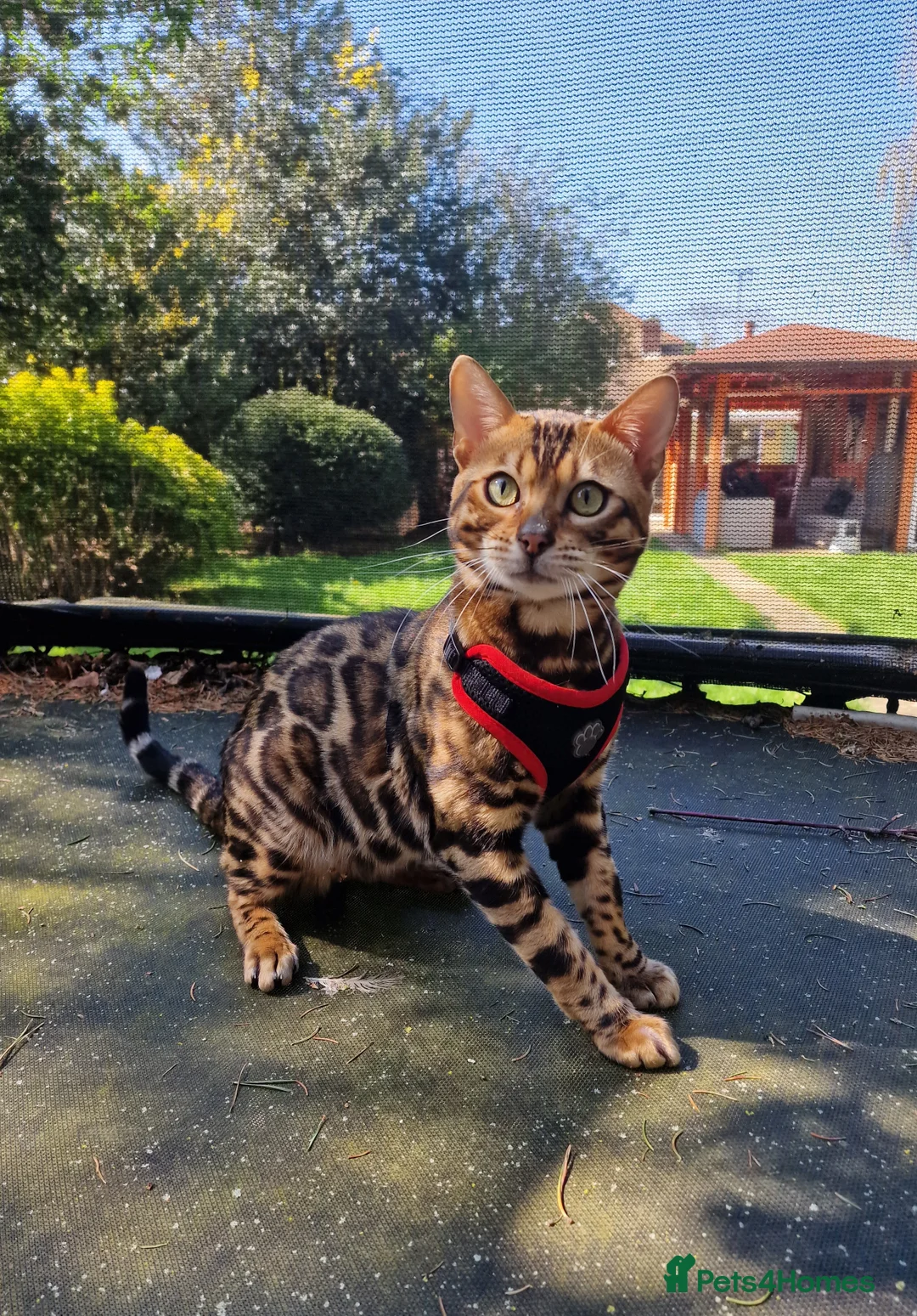 Bengal cats for stud: Bengal cat for stud, Fabio. in Peterborough - Advert 9