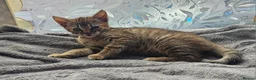 Mixed Breed cats for sale: Kitten for sale - Advert 2