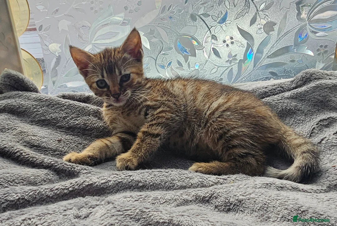 Mixed Breed cats for sale: Kitten for sale - Advert 2