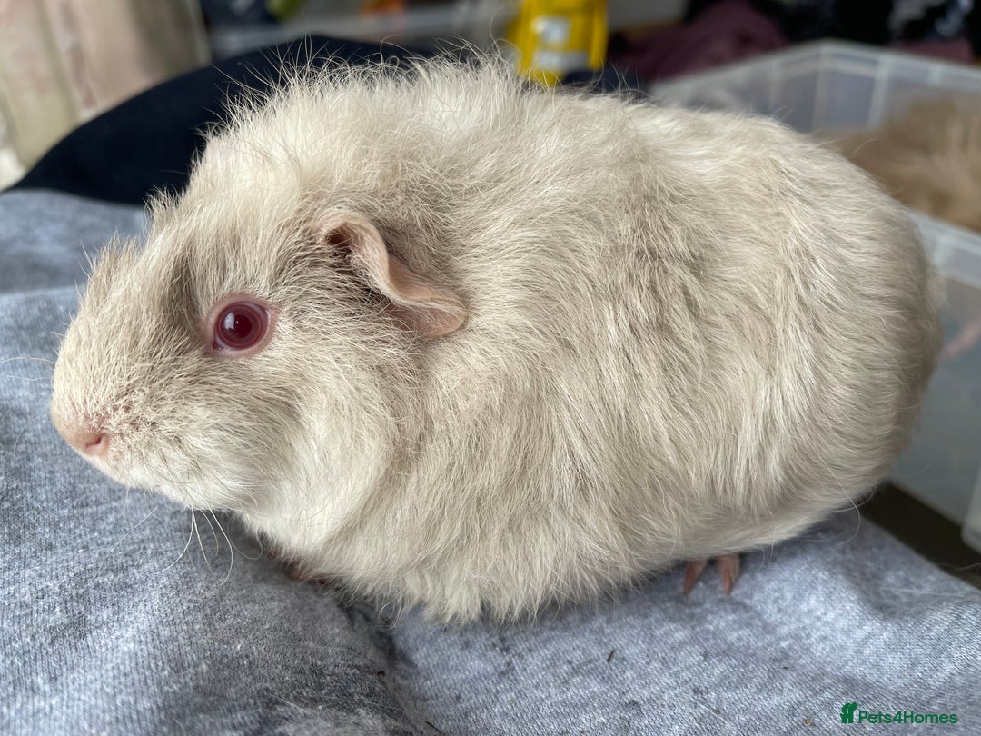 Guinea Pig rodents for sale: Baby Guinea Pigs for sale  - Image 21