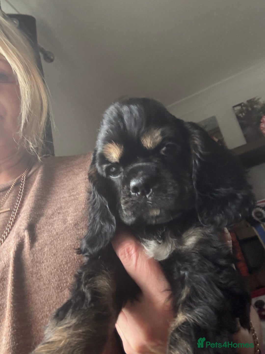 American Cocker Spaniel dogs for sale: KC reg American puppies - Advert 14