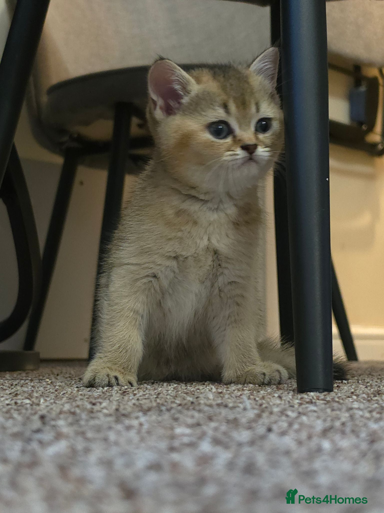 British Shorthair cats ✨🐾 ✨ GOLDEN SHIMMER BRITISH SHORTHAIR KITTENS ✨  - Advert 2