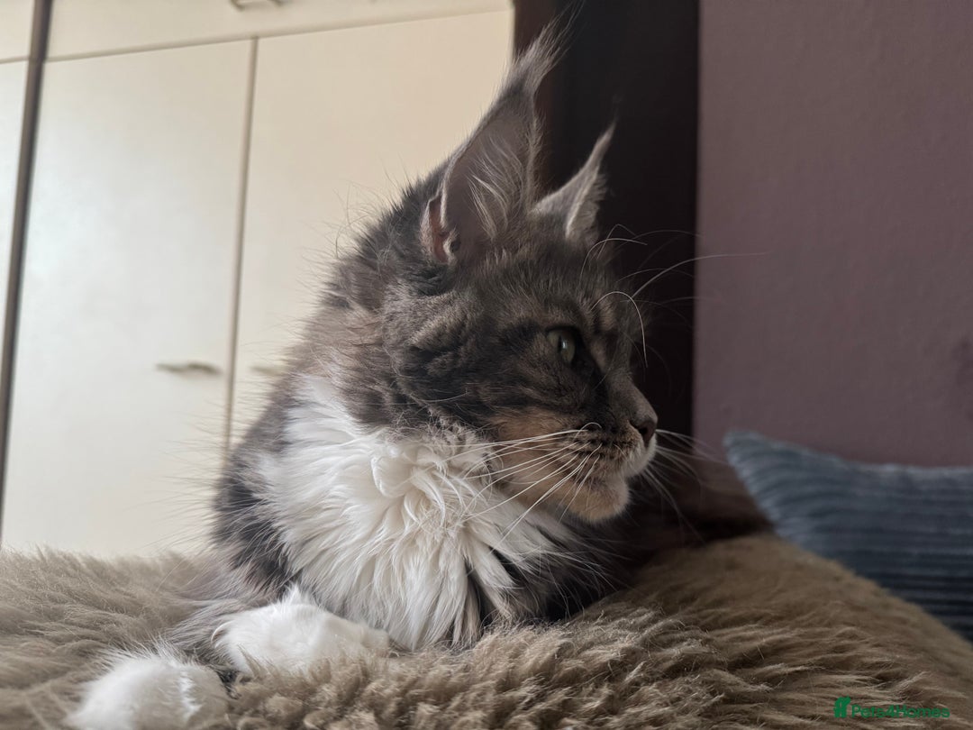 Maine Coon cats for sale: Female Maine coon  - Image 4