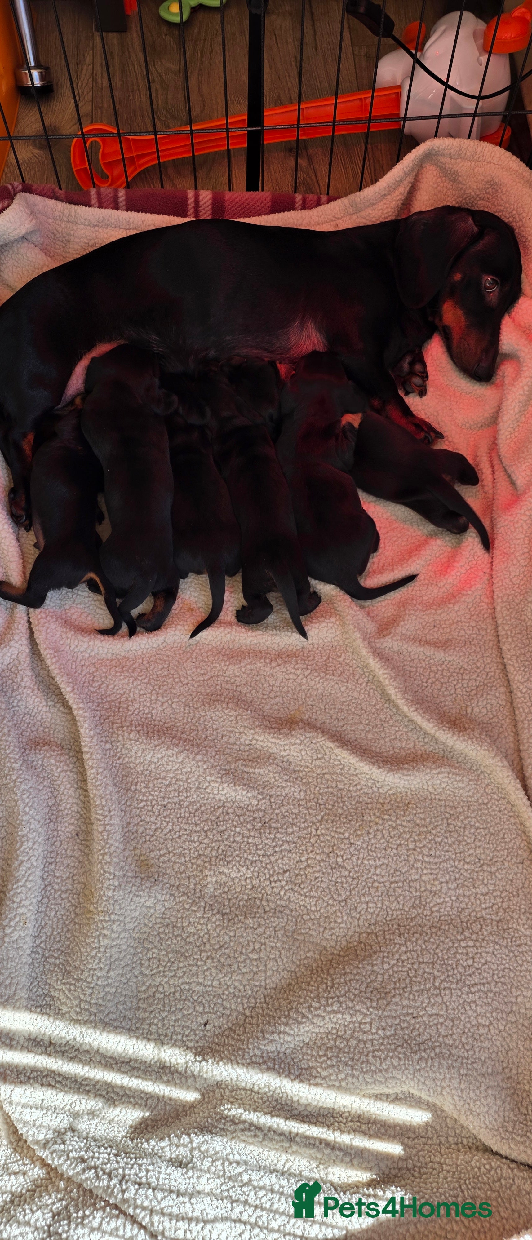 Dachshund dogs Mini Dacshund litter 4 males 1 female - Advert 8