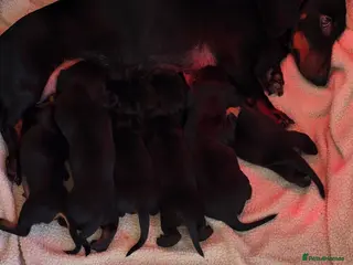 Dachshund dogs Mini Dacshund litter 4 males 1 female - Advert 1