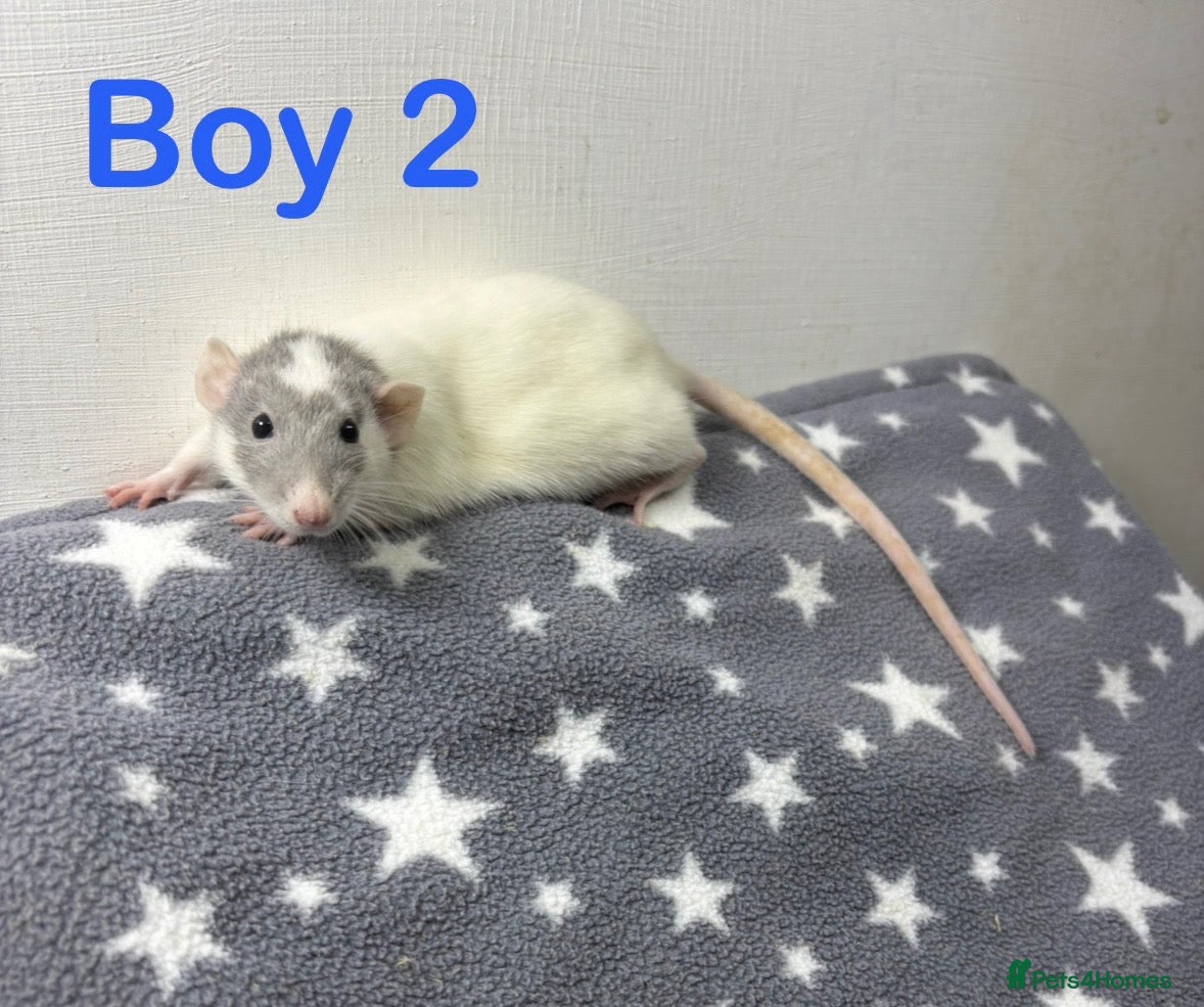 Rat rodents for sale: Super friendly baby rats  - Advert 2