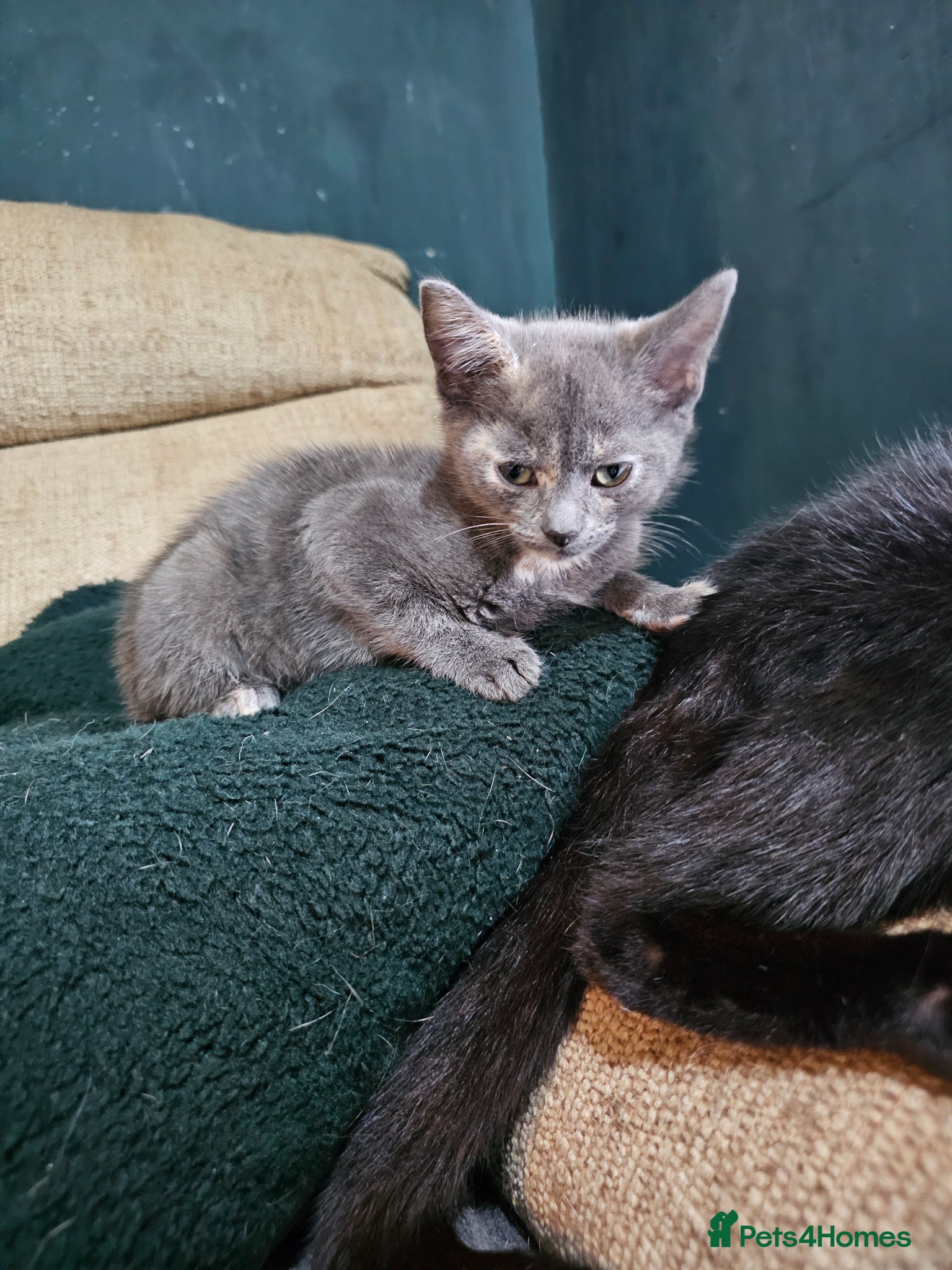 Mixed Breed cats 1 grey female kitten - Advert 17