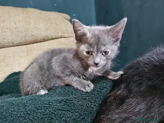 Mixed Breed cats 1 grey female kitten - Advert 17