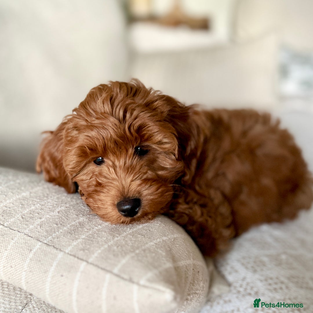 Mini Goldendoodle dogs for sale: Trained F1b Toy Goldendoodle - DNA/Health tested - Advert 3
