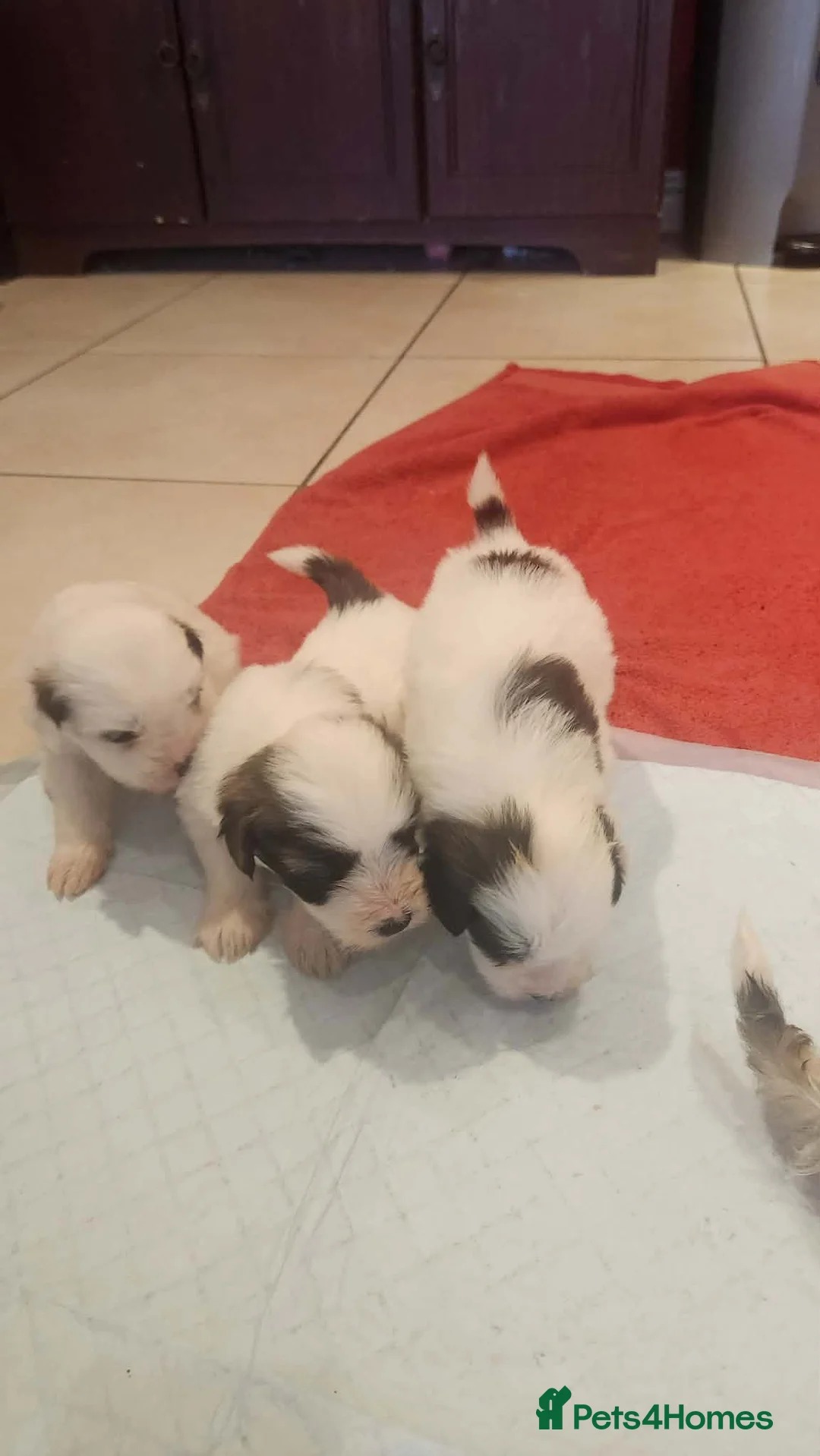 Mixed Breed dogs for sale: Maltichon - Advert 10