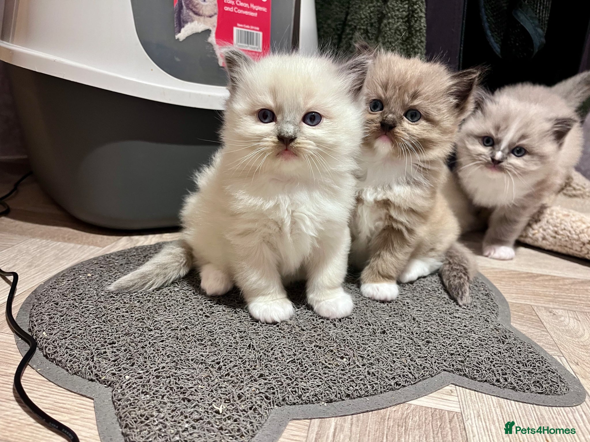 Ragdoll cats Stunning ragdoll kittens  - Advert 13