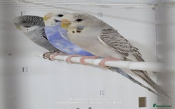 Budgerigars birds for sale: Young budgies  - Image 1