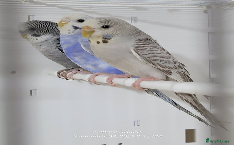 Budgerigars birds - Advert 6