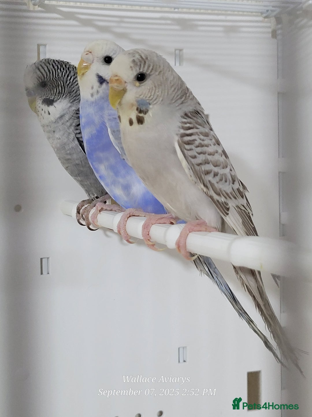 Budgerigars birds for sale: Young budgies  - Image 1