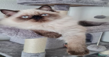 Persian cats - Advert 2