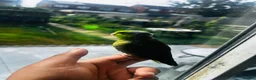 Parakeets birds for sale: SEMITAME Male parrotlet with setup  - Advert 6