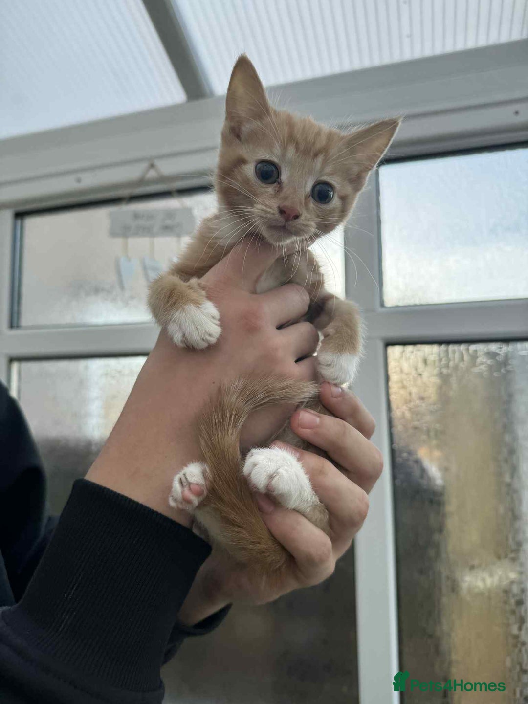 Oriental cats for sale: Oriental xxx - Advert 8