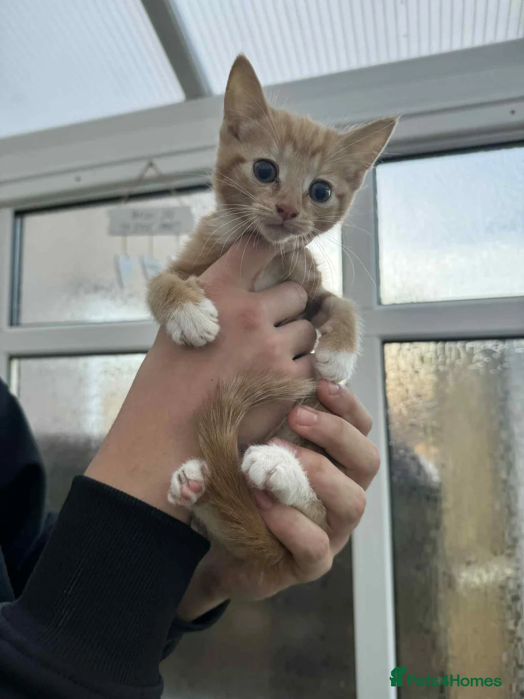 Mixed Breed cats for sale: Maine coon xxx - Advert 16