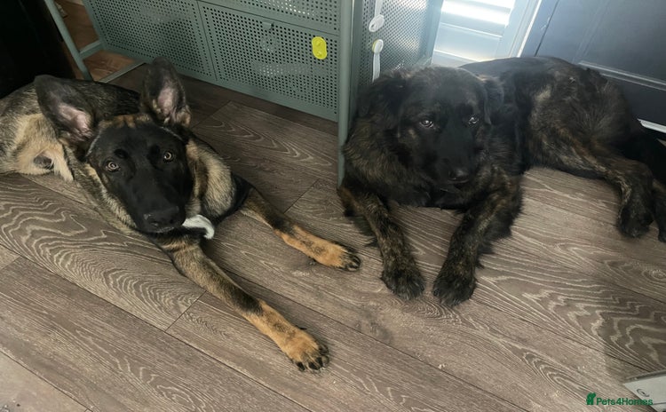 German Shepherd dogs - Advert 1