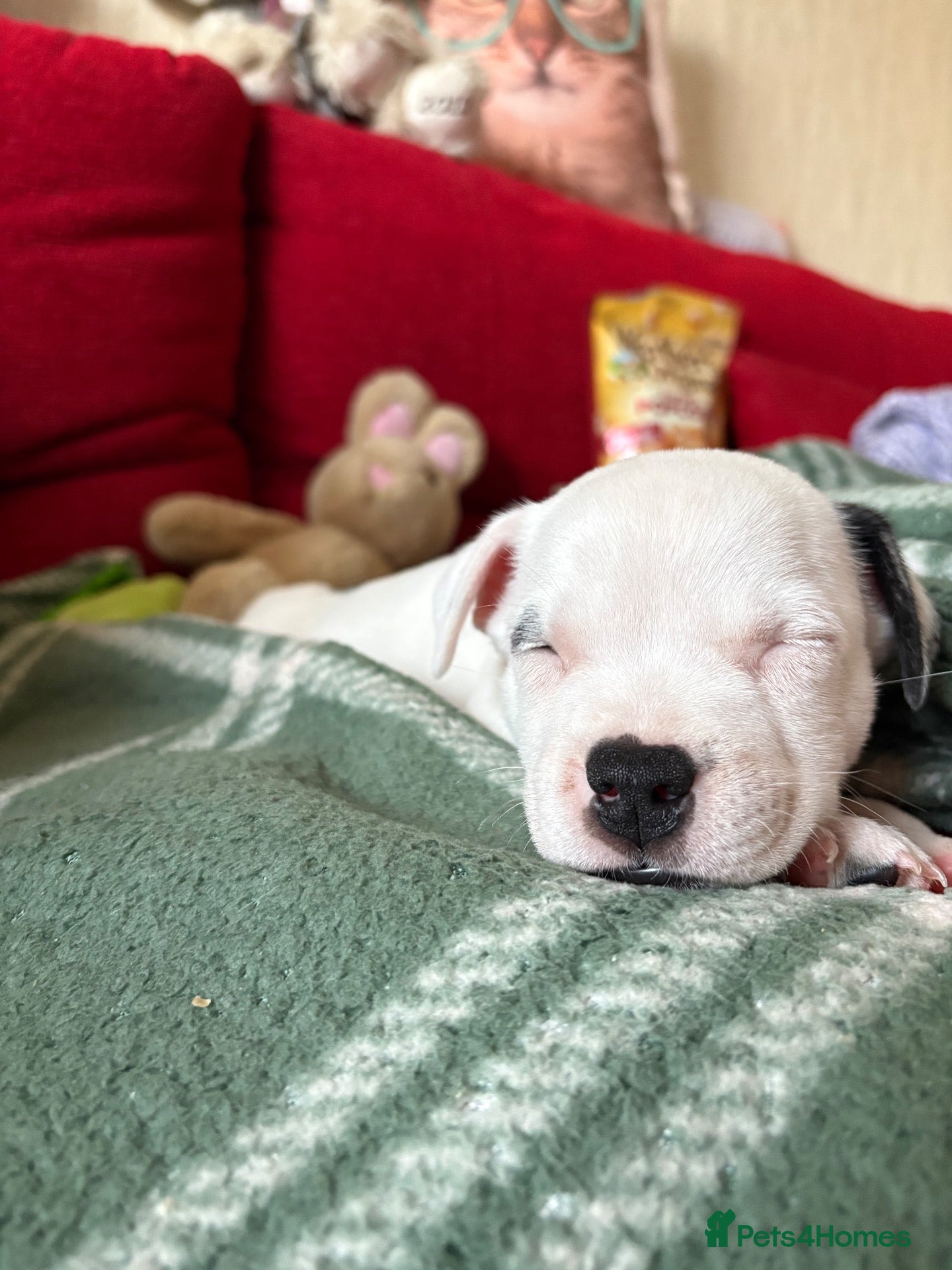 Mixed Breed dogs Staffy x puppies - Advert 12