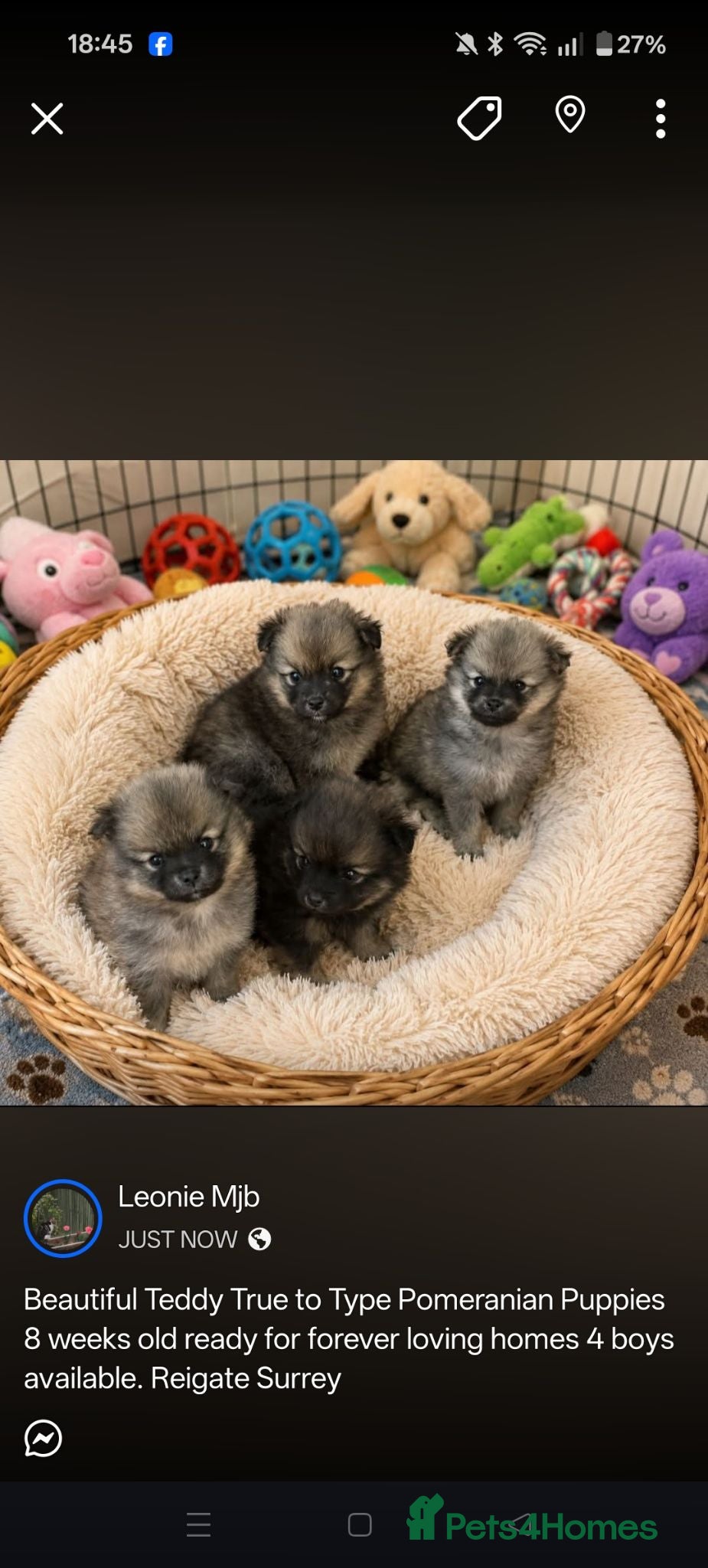 Pomeranian dogs Teddy Bear Pomeranians Eye Catching 🧸🧸🧸 - Advert 13