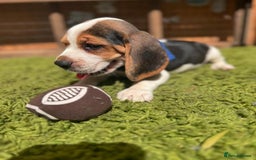 Beagle dogs for sale: Beagle puppies ready for their new home. - Image 5