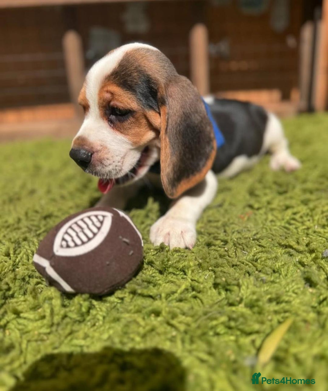 Beagle dogs for sale: Beagle puppies ready for their new home. - Image 5
