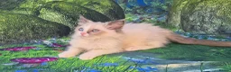 Ragdoll cats for sale: GCCF Registered Ragdoll Kittens  - Advert 11