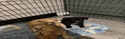 Lurcher dogs for sale: Lurched puppy’s for sale in Barnsley - Advert 5