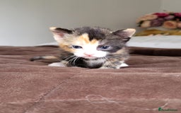 Mixed Breed cats for sale: 4 adorable kittens are looking for loving homes  - Image 4