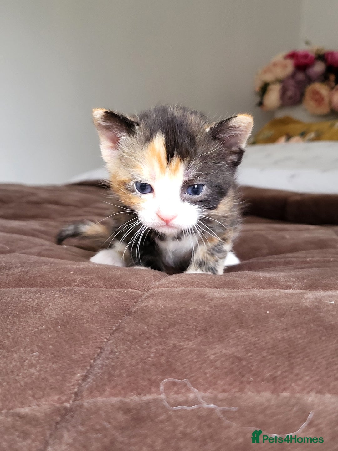 Mixed Breed cats for sale: 4 adorable kittens are looking for loving homes  - Image 4