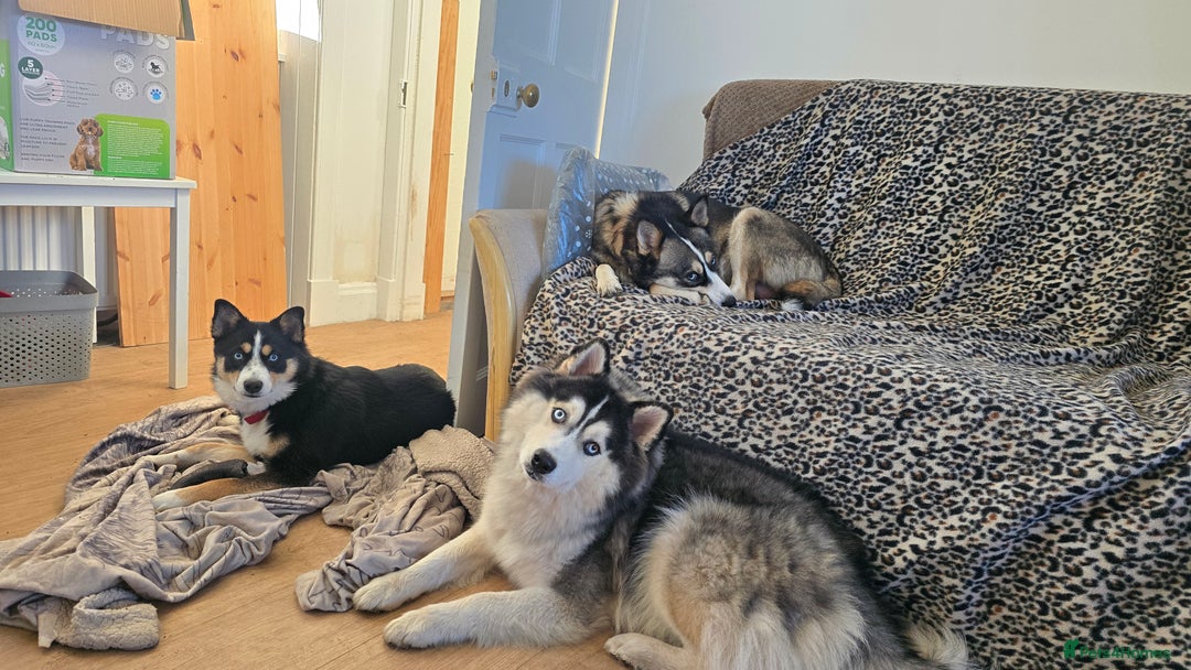 Pomsky dogs for sale: Pomsky Puppies for Sale - Advert 3