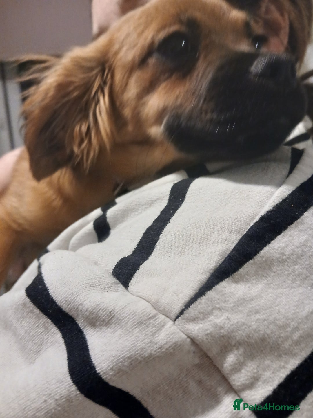 Mixed Breed dogs for sale: 2 pups left  - Advert 2