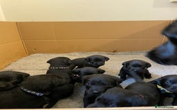 Labrador Retriever dogs for sale: **STUNNING KC LABRADOR PUPPIES**  - Image 6