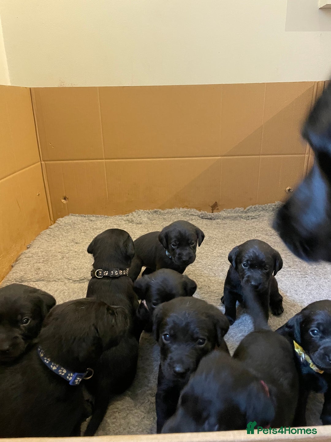 Labrador Retriever dogs for sale: **STUNNING KC LABRADOR PUPPIES**  - Image 6