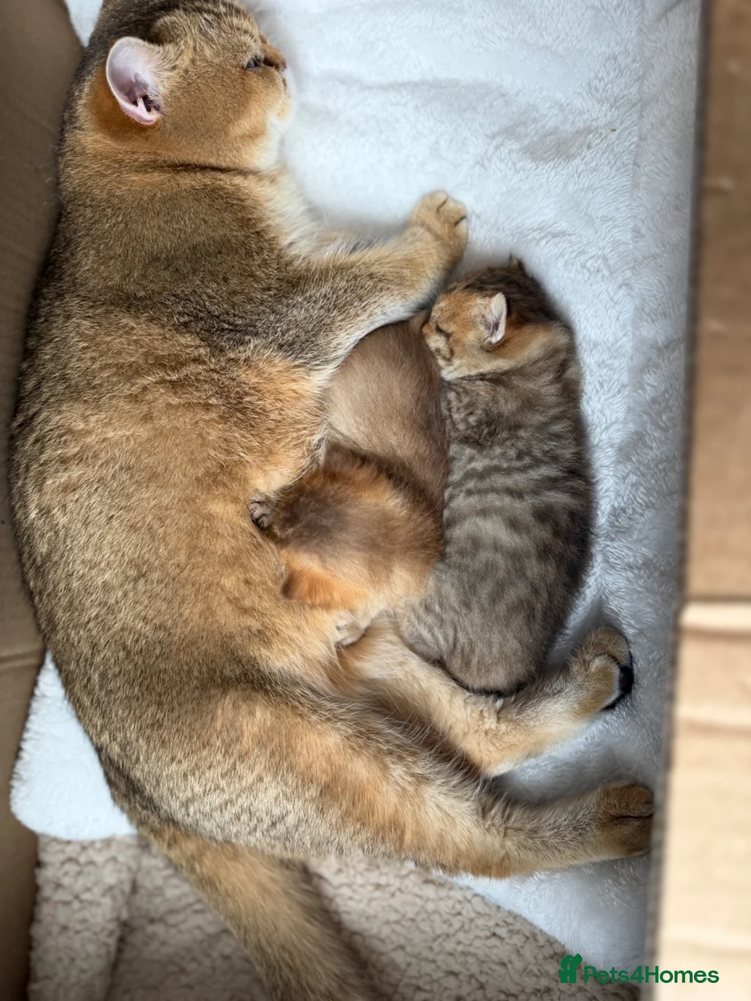 British Shorthair cats for sale: Top Quality British Shorthair Golden Kittens - Advert 2