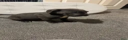 Cane Corso dogs for sale: cane corso puppies  in Leeds - Advert 16