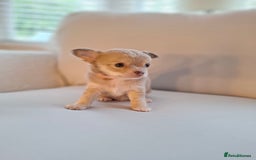 Chihuahua dogs for sale: Chihuahua puppies for sale - Image 29