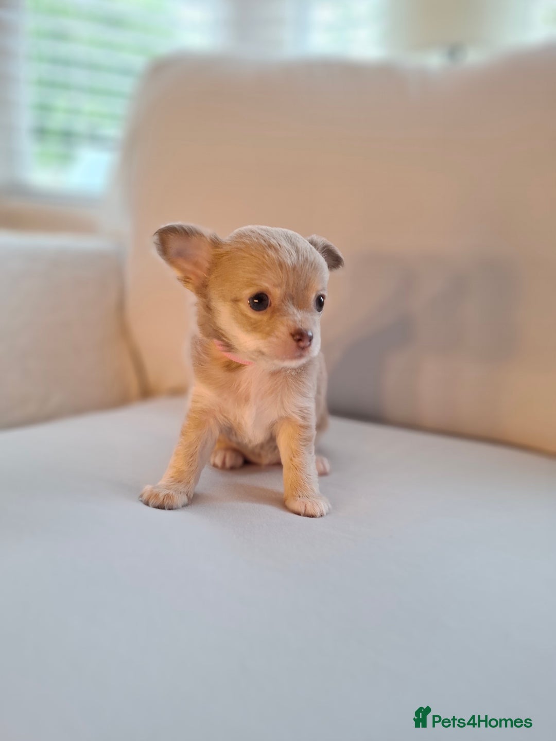 Chihuahua dogs for sale: Chihuahua puppies for sale - Image 29