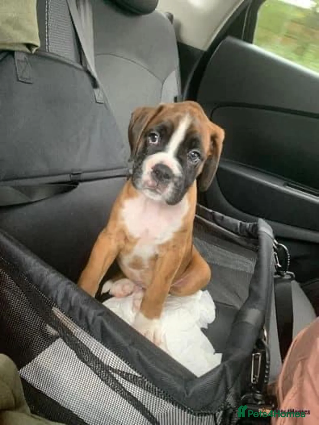 Boxer dogs for stud: PROVEN KC REGISTERED BOXER STUD - Red Flashy Male in London - Advert 19