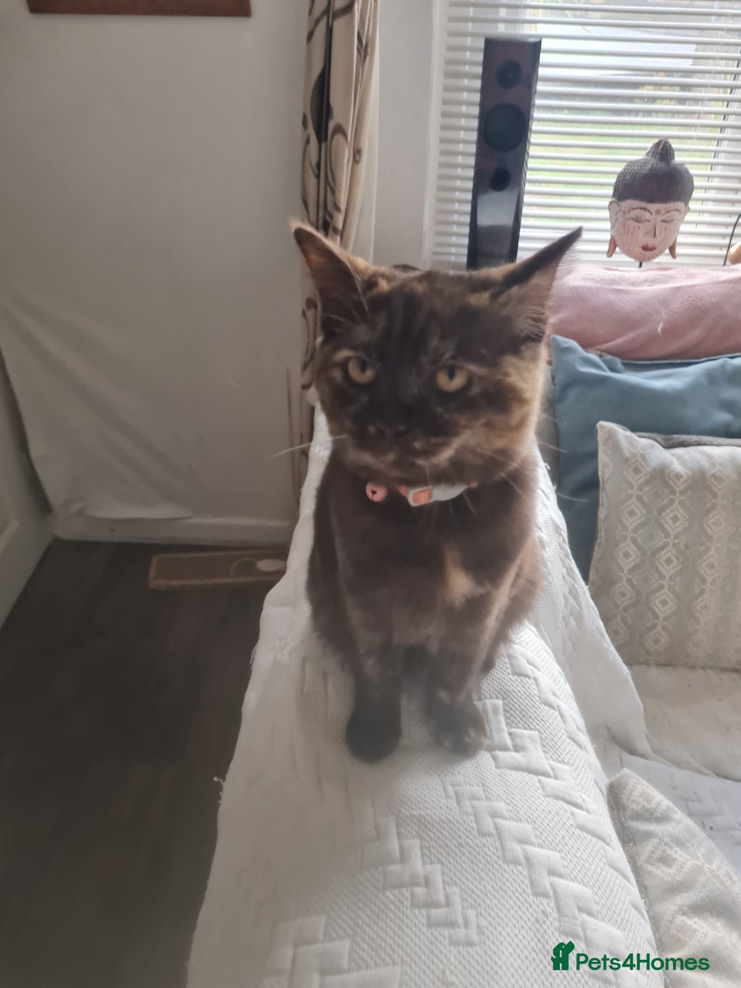 British Shorthair cats for sale: Fawn and lilac ragdoll xbsh - Image 6